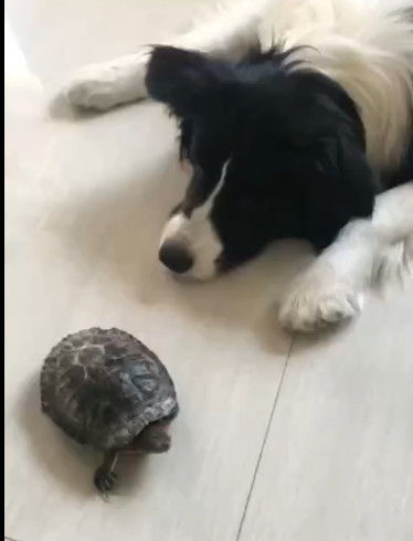 狗狗看乌龟不顺眼总是找它的茬,乌龟怒吼 腿长了不起啊