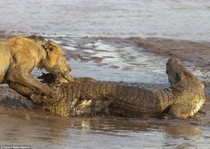 肯尼亚河上狮子与鳄鱼的生死斗 