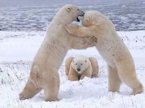 有关北极熊的冷知识 吃企鹅的花心大萝卜