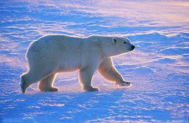 9个冷知识 北极熊的毛并不是白色的