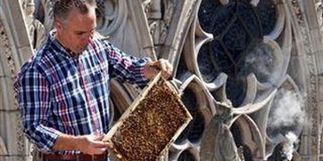 巴黎圣母院18000只蜜蜂生死未卜 养蜂人焦急等消息
