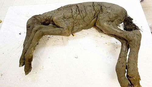 4.2万年前的小马驹尸体,体内还有流动的血,这么神奇