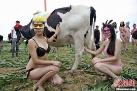 奶牛选美大赛 比基尼模特为优质奶牛做 牛模特 