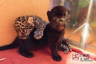 杭州野生动物世界 美洲豹龙凤胎降生啦 