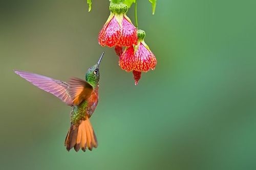 蜂鸟为什么能向后飞 