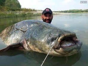 巨型湄公鲶：渔民意外捕获重达143公斤巨鱼（图）
