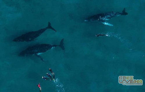 鲸鱼吐泡泡结网捕猎大口吞下鱼群 空中拍下震撼一幕（视频）