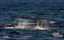 鲸鱼吐泡泡结网捕猎大口吞下鱼群 ,空中拍下震撼一幕 