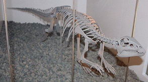 1亿5000万年前的恐龙脚印（图）(1亿5000万年前白垩纪早期)