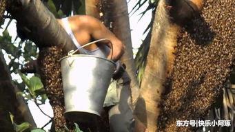 徒手将数千只蜜蜂放进嘴里 印度养蜂人大口吃活蜂!