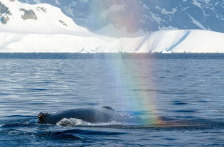罕见 英国一群座头鲸吐泡泡设 陷阱 捕鱼