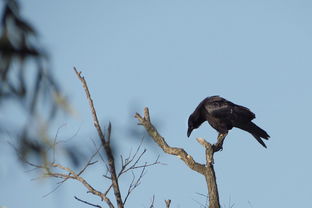 天下乌鸦不是一般的黑乌鸦 乌鸦通常是黑色的这句话(天下乌鸦不是一般黑)