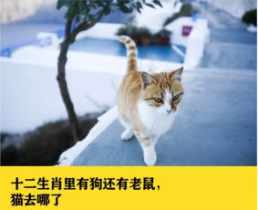 十二生肖里为什么没有猫 