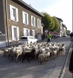 咩咩咩咩咩 为了拯救学校,法国小学招15只羊当新生