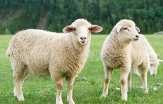 法国一老农在宗教节日期间私自宰杀绵羊被捕