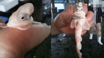日本海域发现奇怪生物, 长了一张 香肠嘴 , 网友 像个小精灵