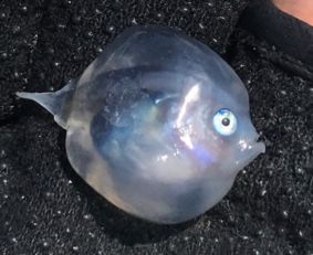日本果冻鱼:在鱼腹中发现神秘生物 神秘小鱼(推特截图)(果冻鱼是什么鱼)