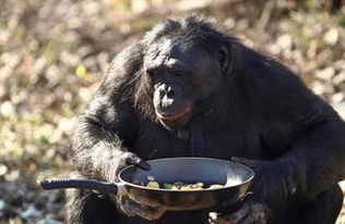 大猩猩有多聪明 自己烧火做饭20年,网友 活得还不如猩猩