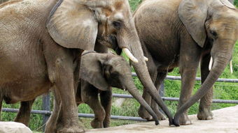 上海动物园大象相亲现场 动物之间也有动人的爱(上海动物园大象八莫还在吗)