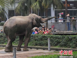 重庆小朋友动物园里喂苹果 大象变 吃货 