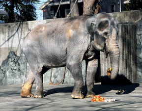 世界上最孤独大象 日本动物园中独居66年 