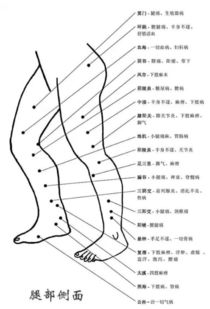 小腿和脚上的穴位分析图