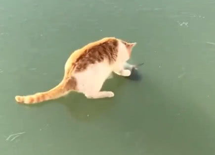 湖面一条鱼被冰封,橘猫努力半天却怎么也吃不到 铲屎的快来帮忙