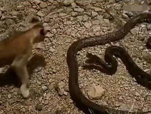 泰国4米长蟒蛇闯进家中把猫吃了 血盆大口令人震惊 吓死人!(泰国蟒蛇化石)