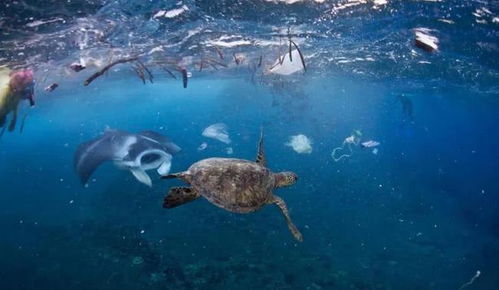 6千米深海发现新物种,科学家称之为 人类的耻辱 ,原因为何