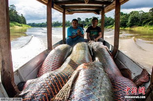 世界最大淡水鱼种群恢复