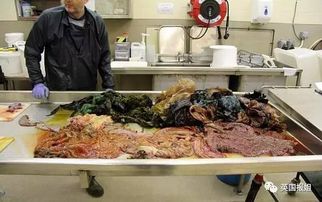 鲸鱼死亡:胃里塞80斤塑料垃圾 因胃部休克死去(进入鲸鱼的胃里纪录片)