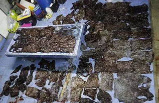 海滩浮现一具尸体,背后的死因令人愤怒 