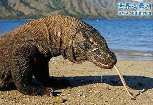 世界上现存最大的蜥蜴,科莫多巨蜥濒临灭绝 