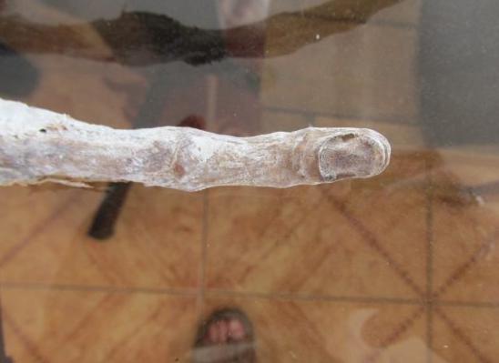只有三根指头 秘鲁发现一个似外星人的手掌骨骸 