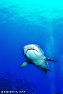 潜水员遇到蓝色鲨鱼 用舌头碰护目镜转身离开