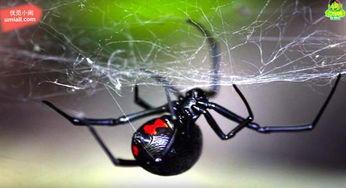 全世界最毒的5种蜘蛛,咬到人类后留下的恐怖 