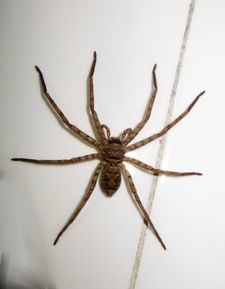 这个是蜘蛛么,竟然有巴掌那么大,打开厕所的门,竟然有一只趴在墙上,吓死人了 