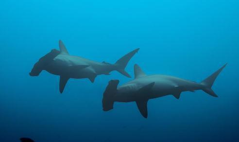 凶猛的鲨鱼为何不吃海豚,它们到底谁更厉害,看完我终于明白了