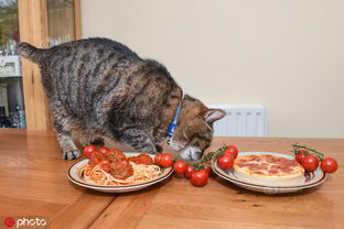 挑食虎斑猫只吃意面和披萨 