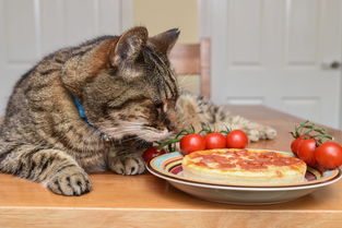 英国虎斑猫是个挑食宝宝 顿顿只吃意面和披萨