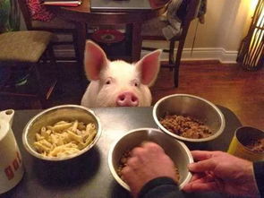猪年说“猪”,和猪有关的故事（图）(猪年说猪原文)
