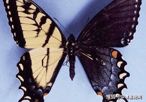 卡申夫鬼美人凤蝶,雌雄同体的阴阳蝶 价值160万
