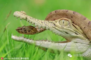 响尾蛇同咸水鳄亲密玩耍 脑袋伸入颚间