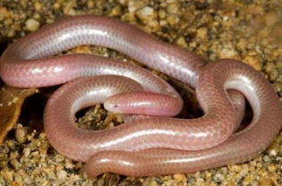 全球最漂亮十种蛇：蓝长腺珊瑚蛇 魔鬼蛇 加州红边袜带蛇(全球最漂亮的蛇)