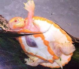 一只心脏外露的小海龟（图）