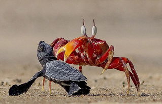 印度沙蟹欺负小海龟 演绎现实版 蟹老板 