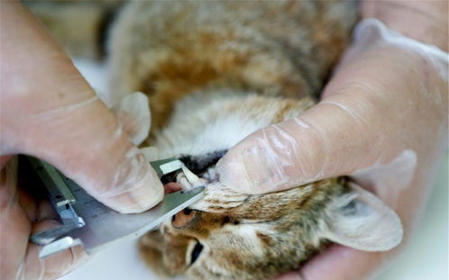 橘猫 不 法国最新发现物种 狐猫,疑似狐狸和猫杂交产物