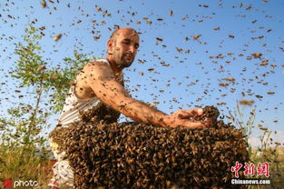养蜂人Abdulvahap Semo挑战吉尼斯记录 蜜蜂上身(养蜂人阿亮到底是不是真唱)