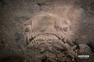 深海中的一幕:瞻星鱼极其凶猛,充满心机的画面