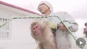 成精!日本动物园14只猴子用钥匙集体逃跑(日本十大动物园)